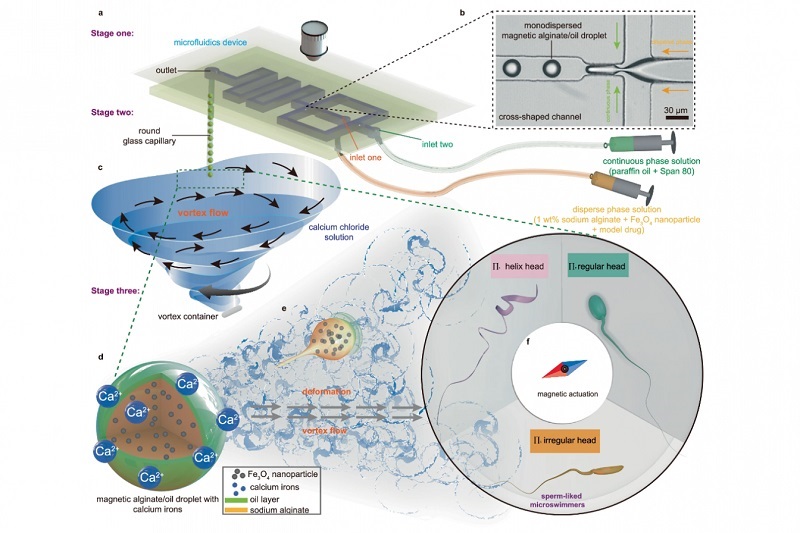 Imagen: Ilustración de la producción de micronadadores polimorfos similares a espermatozoides utilizando la plataforma de microfluídica asistida por turbulencia de vórtice (foto cortesía de HKUST)